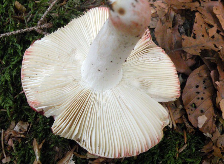 Dalla Val Rendena: Russula lepida?